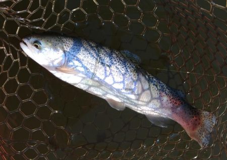 久しぶりの大安トラウトレイク